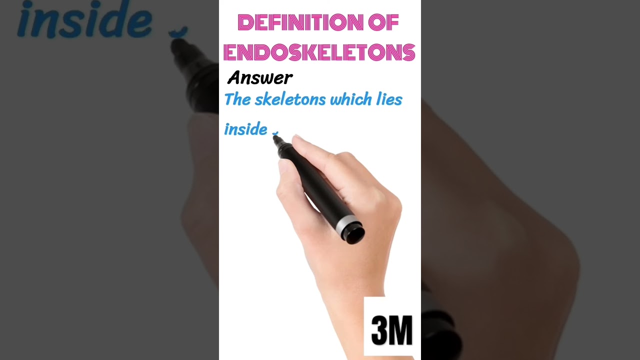 definition of endoskeleton 