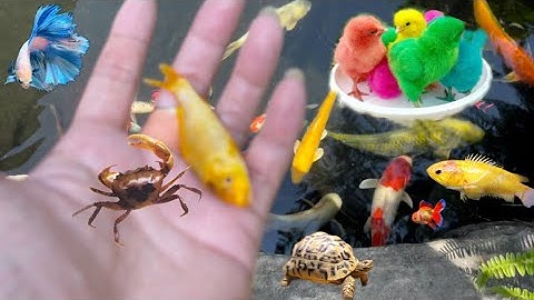 Thỏ Vlog tìm cá cua , cá molly , cá tra chanh , gà sắc màu , rùa biển , cá koi , chép vàng ,ốc