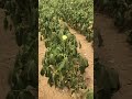 زراعة باميا بذره عراقيه انتاج العبدلي مزرعة آل بن علي 2022 4 27 زراعة باميا بذره عراقيه انتاج العبدلي مزرعة آل بن علي 2022 4 27