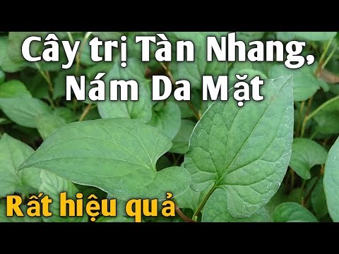 Cây trị Nám, Tàn Nhang làm sáng da mặt rất hiệu quả. PHAN HẢI Channel