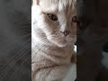 Hairdresser Catmichelle Cat Cat Statham Kitty Humor Positive Mood Lol Funnycats Hairdresser Catmichelle Cat Cat Statham Kitty Humor Positive Mood Lol Funnycats