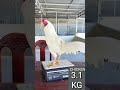 Beautiful Rooster Qa:498