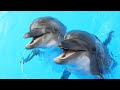 Nager avec les dauphins ! + musique zen, relaxation, douce, dolphins, tortue, poissons (F. Amathy)