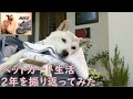 【寝たきり犬】ペットカートでの散歩が２年経ったので振り返ってみた