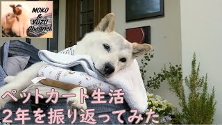 【寝たきり犬】ペットカートでの散歩が２年経ったので振り返ってみた