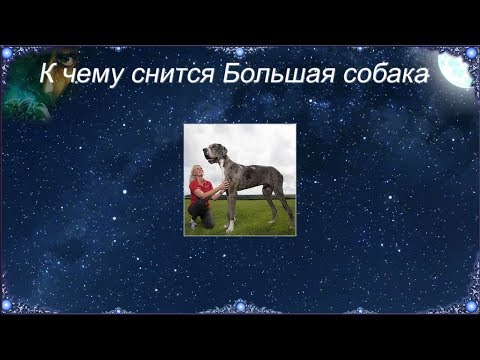 К чему снится Большая собака (Сонник)