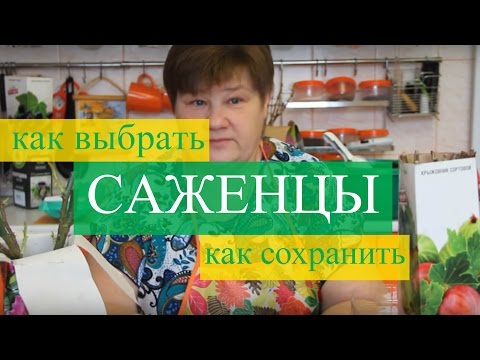 Саженцы: как правильно выбрать и сохранить. (11.02.16 г.)