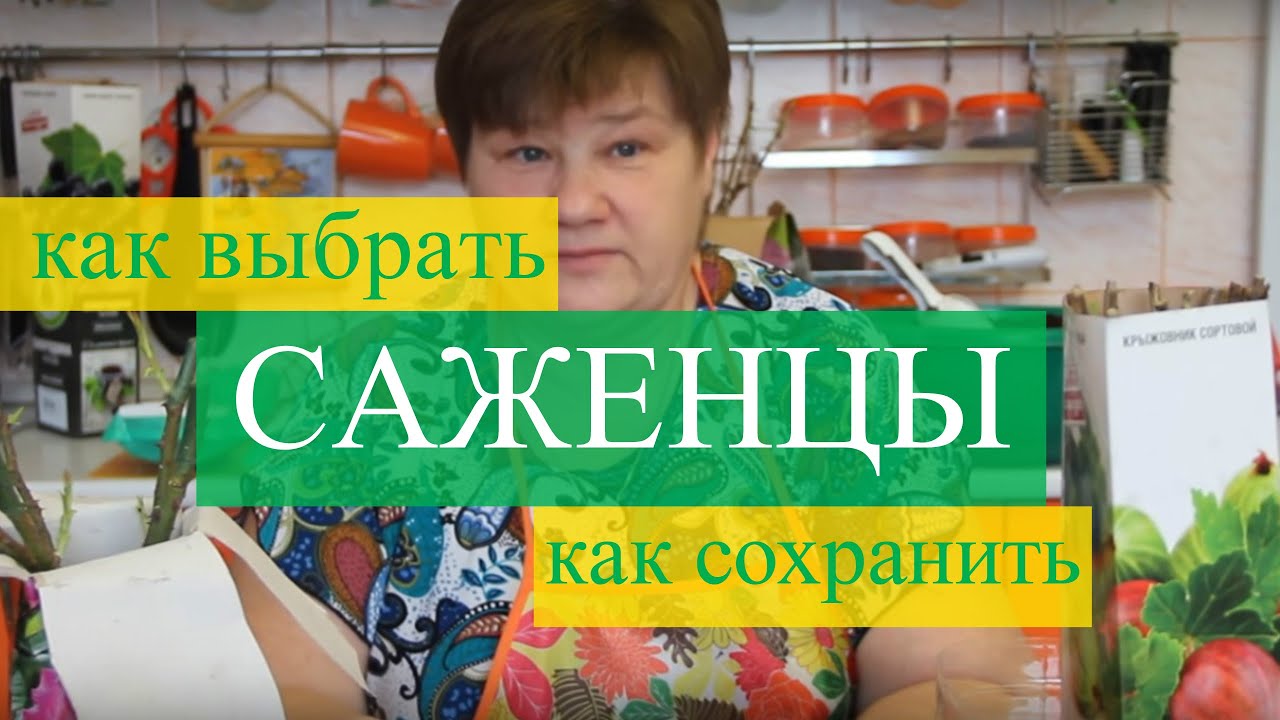 Саженцы: как правильно выбрать и сохранить. (11.02.16 г.)