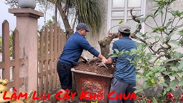 Làm Lại Cây Khế Chua
