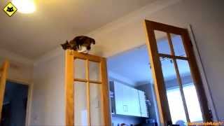 ★ # 5 Funny cats. Смешные коты. Приколы с котами ★ ★ # 5 Funny cats. Смешные коты. Приколы с котами ★