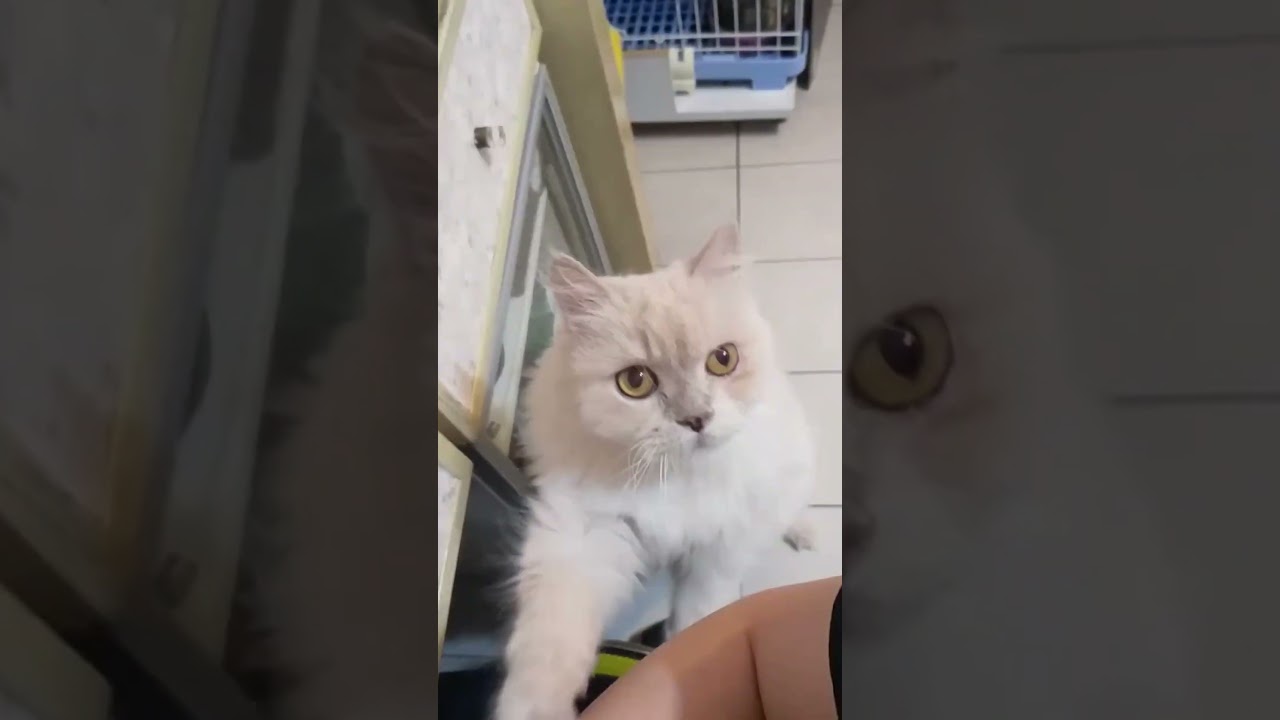 Cat Wants Attention