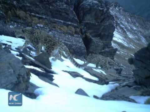 Rare snow leopard family caught on video in SW China