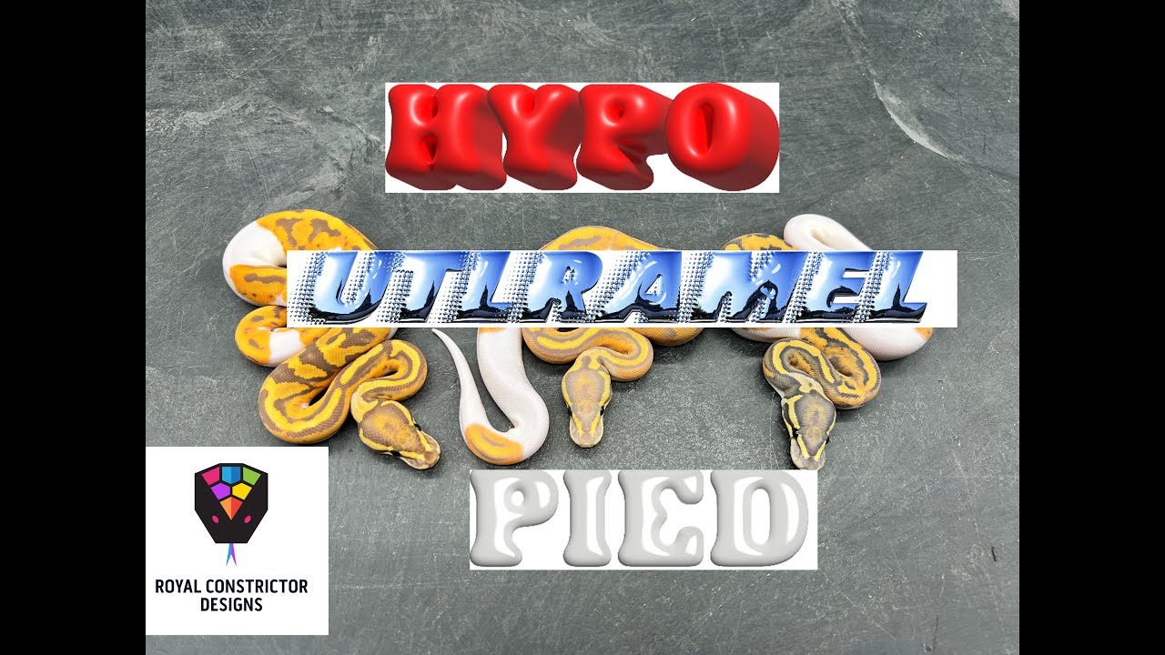 Triple Recessive How To Stack And Get A Hypo UltraMel Pied YouTube triple-recessive-how-to-stack-and-get-a-hypo-ultramel-pied-youtube