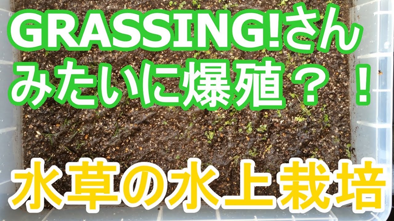 爆殖の水草水上栽培にチャレンジします アクアリウム Youtube