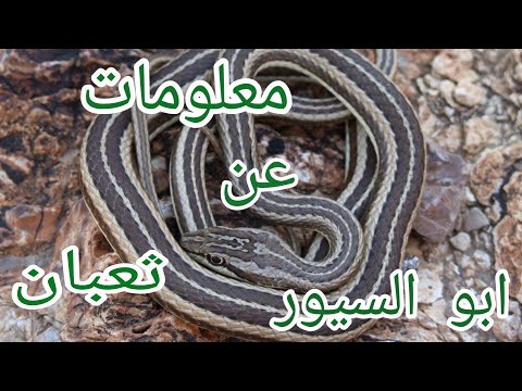 معلومات عن ثعبان ابو السيور