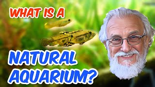 Designing A Natural Aquarium for Very Large Fish