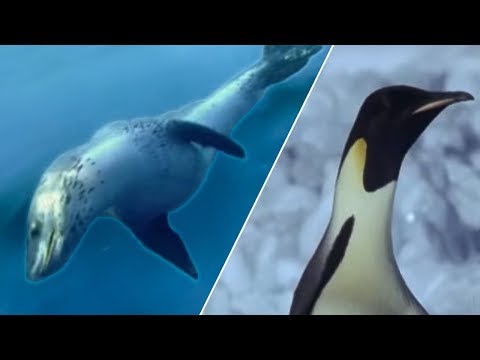 Emperor Penguins v Leopard Seal - Blue Planet - BBC Earth