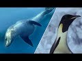 Emperor Penguins v Leopard Seal | Blue Planet | BBC Earth