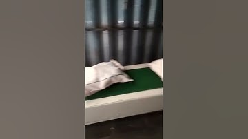 Telescopic Belt Conveyor  | Loading and Unloading Solutions | @Bricspac-India-Pvt-Ltd