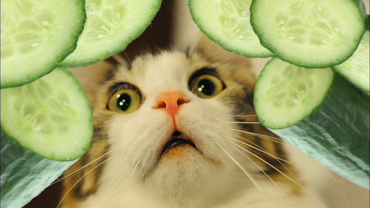 Cats Scared by Cucumbers Compilation 