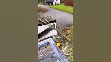 Cut down trees near the house. #tree  #satisfying #treework #lumberjack #asmr