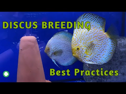 Discus Breeding Best