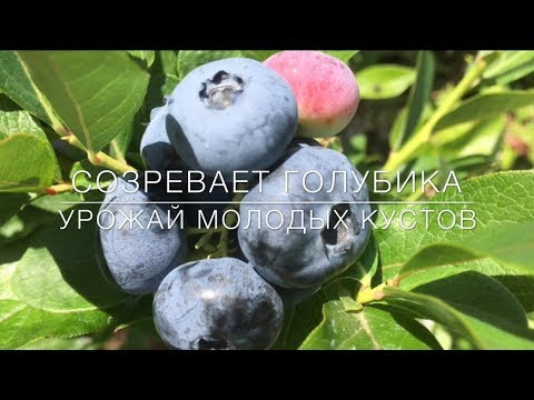 💙💜 Созревает Голубика. Урожай Молодых Кустов.
