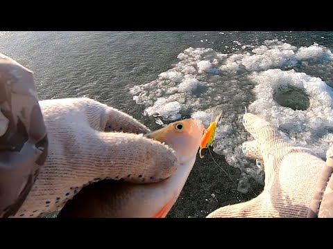 Видео: Окунь на балансир со льда зимняя рыбалка