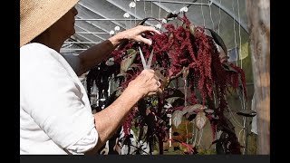 Harvesting Amaranth