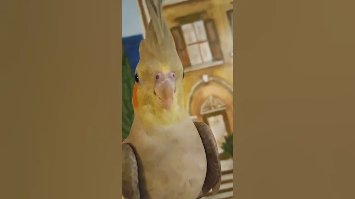 calm & obedient thunderbird