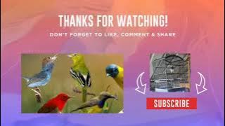 SUARA PIKAT SEGALA JENIS BURUNG KOLIBRI ANTI ZONK