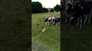 French Bulldog And Cow Kissing Funny Video