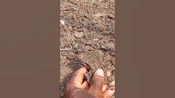 chicken manure has highest NPK content