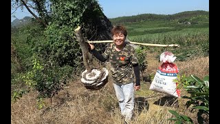 农村大姐为了赚大钱真拼冒险上山挖到巨型马蜂窝这么大的你见过吗