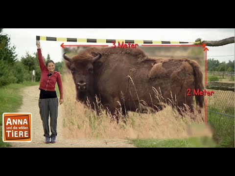 Buffalo Stampede in Yellowstone