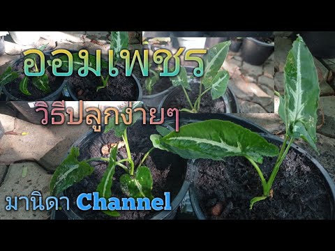 ออมเพชร#syngonium#เทคนิคการปลูก by มานิดา Channel