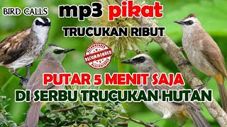 SUARA PIKAT TRUCUK RIBUT PALING REKOMENDED || BIRD CALLER