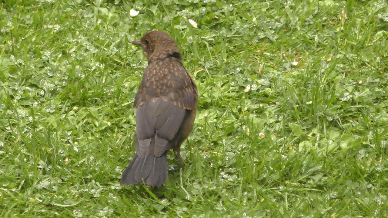 airshow schedule share First Juvenile fledgling Blackbirds of 2019 Cambridge UK 17may19 405p