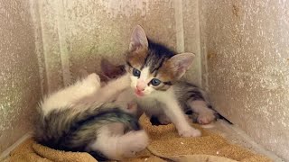 Fighting baby kittens prepare for American wrestling tournament