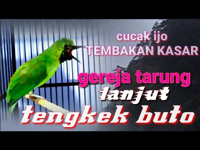 CUCAK IJO GACOR-COR || tembakan kasar TENGKEK BOTO class=