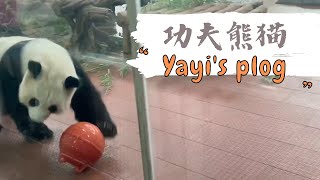 Kung Fu Panda🐼 | Yayi's performance✨✨