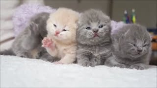 милые и пушистые котики котята породы Шотландская вислоухая кошка
