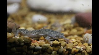 My New African Clawed Frog