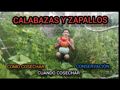 Video: Cuando Cosechar Calabaza Y Como Almacenar