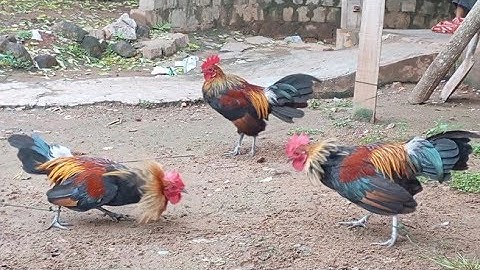 Qaib dib mos pom2 thiab pom3. 1/10/2025.02097436930.