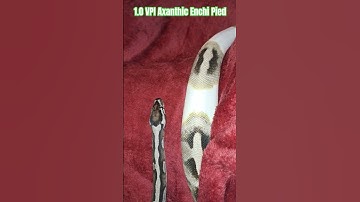 1.0 VPI Axanthic Enchi Pied #axanthic #enchi #pied #shortvideo #shortsfeed #shorts #short #python