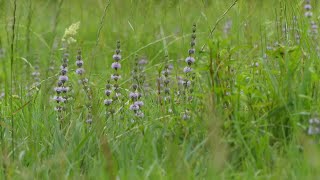 20250810 SIERRA DEL SUEVE (Asturias)