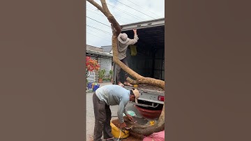 Giao Lưu Lô Hoa Giấy Xác Pháo Hàng Vip Giá Rẻ [LH 0772886767] Bao Ship Toàn Quốc