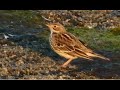 The Red Throated Pipit Anthus Cervinus Greece By Theo Fotiadis The Red Throated Pipit Anthus Cervinus Greece By Theo Fotiadis