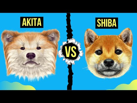 Video: Differenza Tra Akita E Shiba